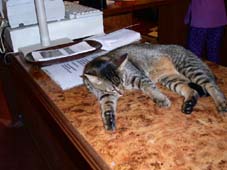 �o�e�B�b�N���̔L