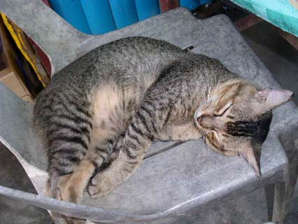 �����J�E�C�͔L�̓V��������