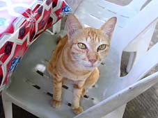 �����ɂ����X�g�����S���L��