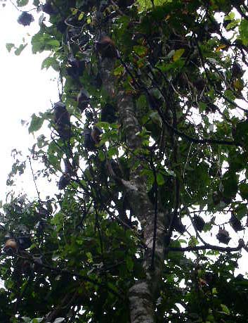 �I�I�R�E�����̃R���j�[