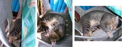 �o�b�O��u�����Ƃ�����E�E�E