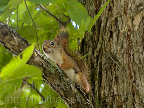 アメリカアカリス　Tamiasciurus hudsonicus　Red Squirrel