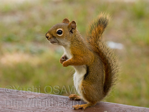 アメリカアカリス　Tamiasciurus hudsonicus　Red Squirrel