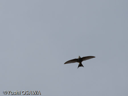 アマツバメ　Apus pacificus　Fork-tailed Swift