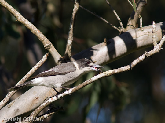 ハイイロモズガラス　Cracticus torquatus　Grey Butcherbird