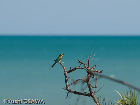 ハチクイ　Merops ornatus　Rainbow Bee-eater