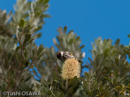 ホオジロキバネミツスイ　Phylidonyris nigra　White-cheeked Honeyeater