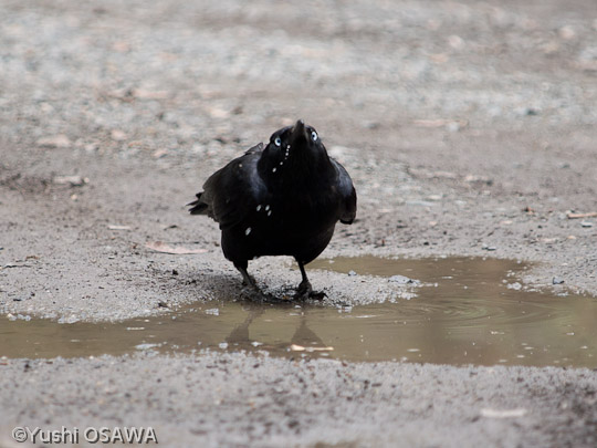 ミナミガラス　Corvus orru　Torresian Crow
