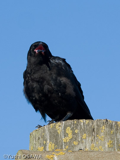 ミナミワタリガラス　Corvus coronoides　Australian Raven