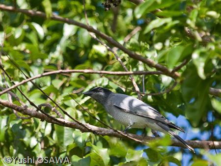 オーストラリアオニサンショウクイ　Coracina novaehollandiae　Black-faced Cuckoo-shrike
