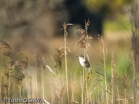 オーストラリアヨシキリ　Acrocephalus australis　Australian Reed-Warbler