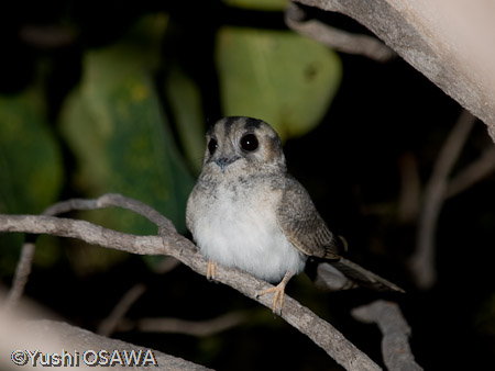 オーストラリアズクヨタカ　 Aegotheles cristatus　Australian Owlet-nightjar