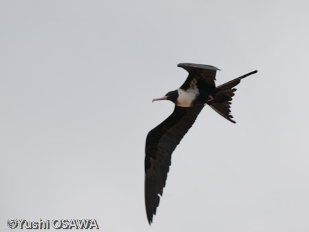 コグンカンドリ（メス）　Fregata ariel　Lesser Frigate Bird
