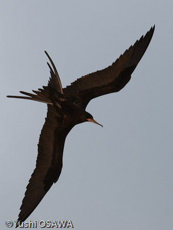 オオグンカンドリ（オス）　Fregata minor listeri　Great Frigate Bird