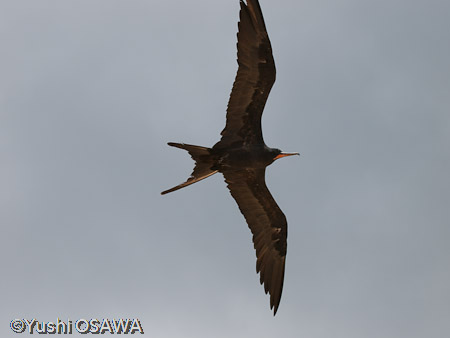 オオグンカンドリ（オス）　Fregata minor listeri　Great Frigate Bird