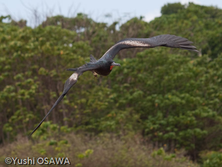 シロハラグンカンドリ（オス）　Fregata andrewsi　Christmas Island Frigate Bird