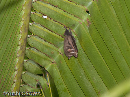 テントコウモリ　Uroderma bilobatum　Peters's Tent-making Bat