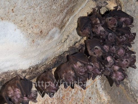 ルーカスコバナフルーツコウモリ　Penthetor lucasi　Lucas's Short-nosed Fruit Bat