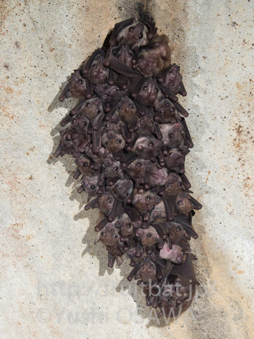 ルーカスコバナフルーツコウモリ　Penthetor lucasi　Lucas's Short-nosed Fruit Bat
