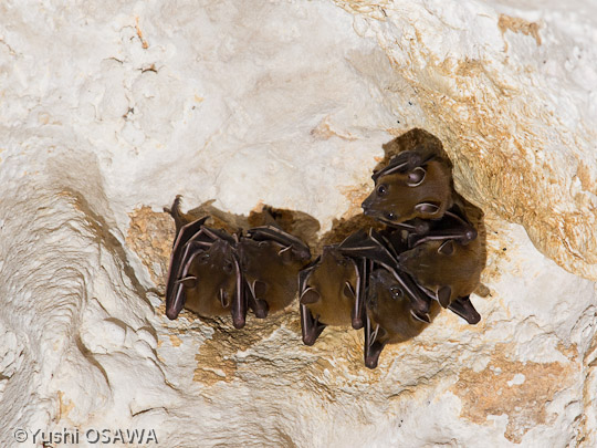 コバナフルーツコウモリ　Cynopterus sphinx　short-nosed fruit bat