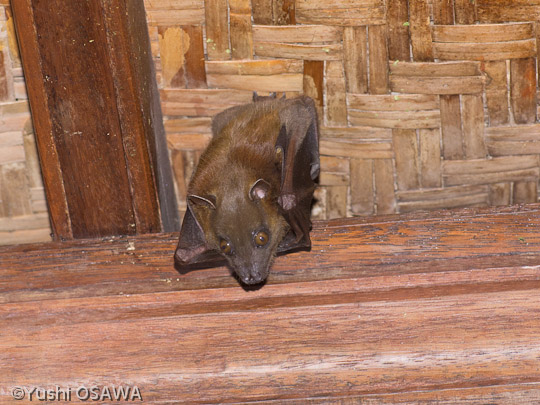 コバナフルーツコウモリ属１　Cynopterus sp.　short-nosed fruit bats