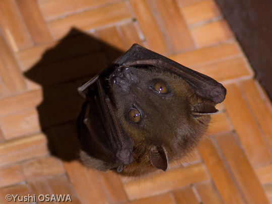 コバナフルーツコウモリ属１　Cynopterus sp.　short-nosed fruit bats