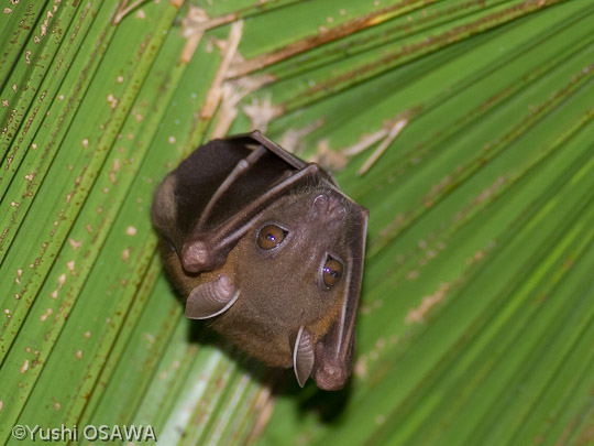 コバナフルーツコウモリ属2　Cynopterus sp. short-nosed fruit bats