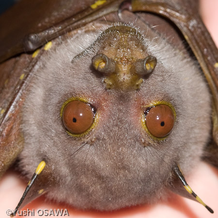 ロビンソンテングフルーツコウモリ　Nyctimene robinsoni　Eastern tubenosed bat