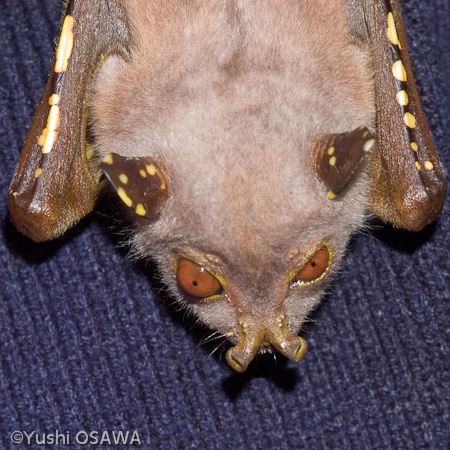 ロビンソンテングフルーツコウモリ　Nyctimene robinsoni　Eastern tubenosed bat