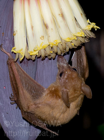 シタナガフルーツコウモリ　Macroglossus minimus　lesser long-tongued fruit bat