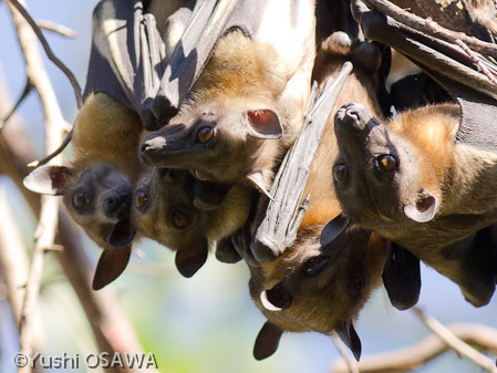 ストローオオコウモリ　Eidolon helvum　Straw -colored fruit bat