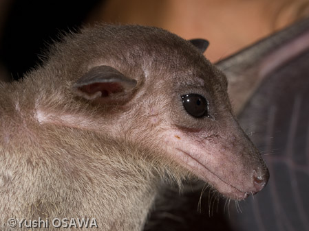ヨアケオオコウモリ　Eonycteris spelaea　cave  fruit bat