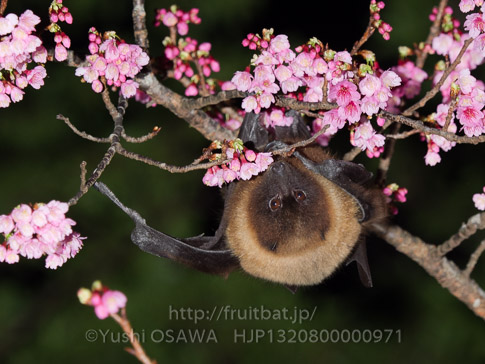 亜種オリイオオコウモリ　Pteropus dasymallus inopinatus　Ryukyu Flyingfox