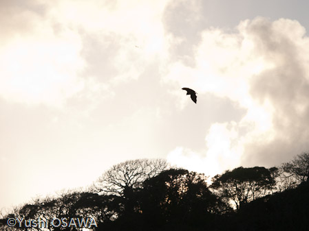 クロミミオオコウモリ　Pteropus melanotus natalis　Christmas Island  flying fox