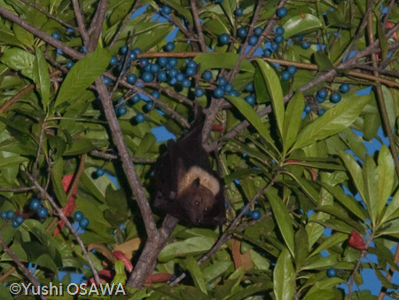 パラオオオコウモリ　Pteropus pelewensis　Palau Fruit Bat