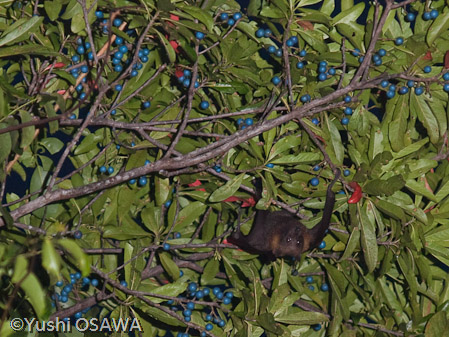 パラオオオコウモリ　Pteropus pelewensis　Palau Fruit Bat