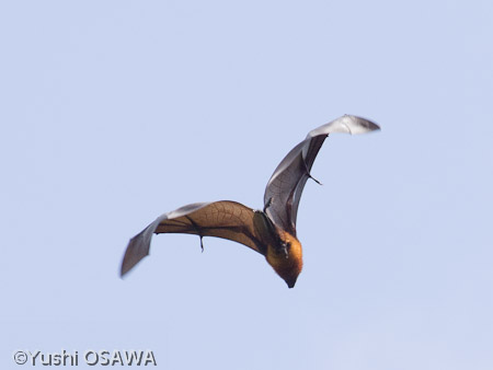 ペンバオオコウモリ　Pteropus  voeltzkowi　Pemba flying fox