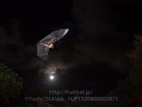 亜種ヤエヤマオオコウモリ　Pteropus dasymallus yayeyamae　Ryukyu Flyingfox