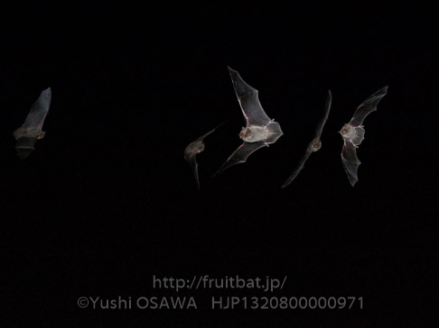 アブラコウモリ　Pipistrellus abramus　Japanese Common Pipistrelle