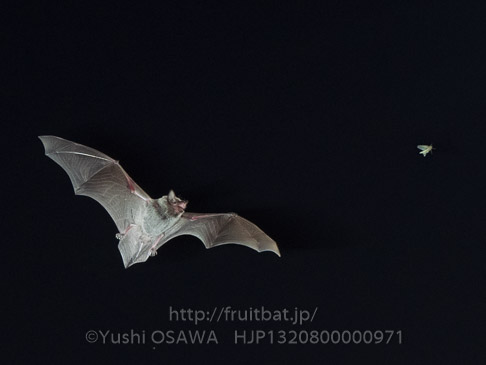 アブラコウモリ　Pipistrellus abramus　Japanese Common Pipistrelle
