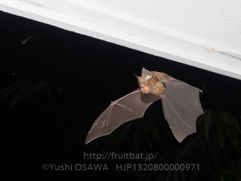 ボルネオキクガシラコウモリ　Rhinolophus borneensis　Bornean Horseshoe Bat
