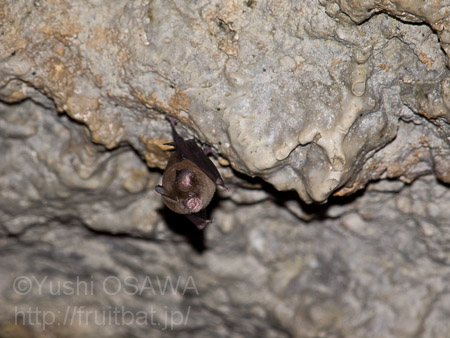 グールドカグラコウモリ　Hipposideros cervinus　Fawn Roundleaf Bat