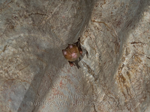 ハチマキカグラコウモリ　Hipposideros diadema　Diadem Roundleaf Bat