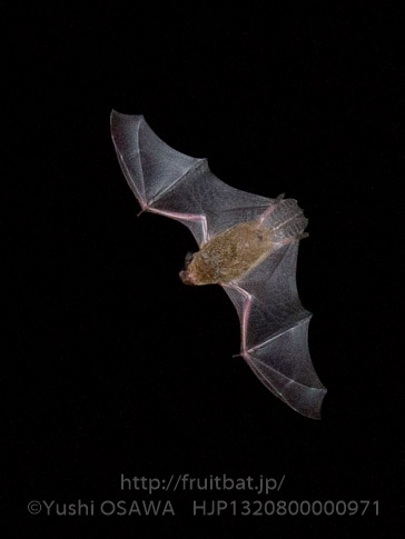 ヒナコウモリ　Vespertilio sinensis　Asian parti-colored bat