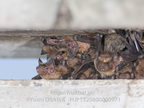 ヒナコウモリ　Vespertilio sinensis　Asian parti-colored bat
