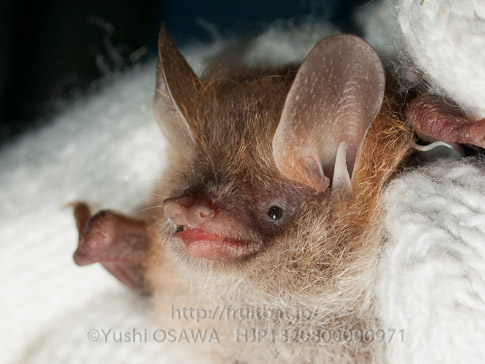 コテングコウモリ　Murina ussuriensis　Ussurian tube-nosed bat
