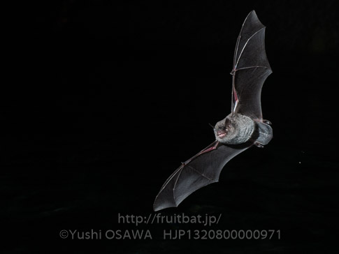 モモジロコウモリ　Myotis macrodactylus　Japanese Large-footed Bat
