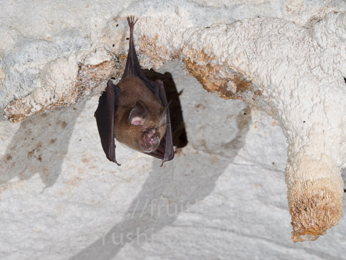 ナカキクガシラコウモリ　Rhinolophus affinis　Intermediate Horseshoe Bat