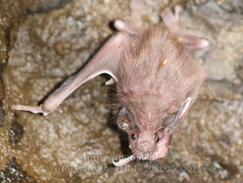 ナミチスイコウモリ　Desmodus rotundus　Vampire Bat