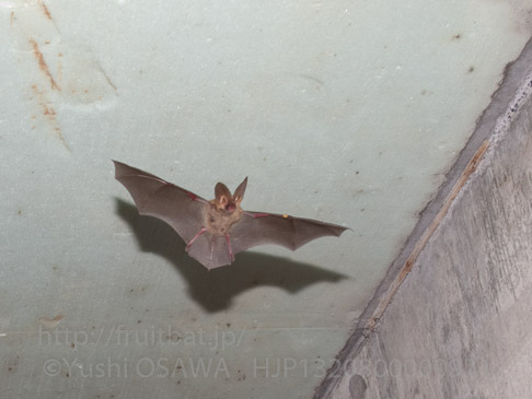 ニホンウサギコウモリ　Plecotus sacrimontis　Japanese long-eared bat